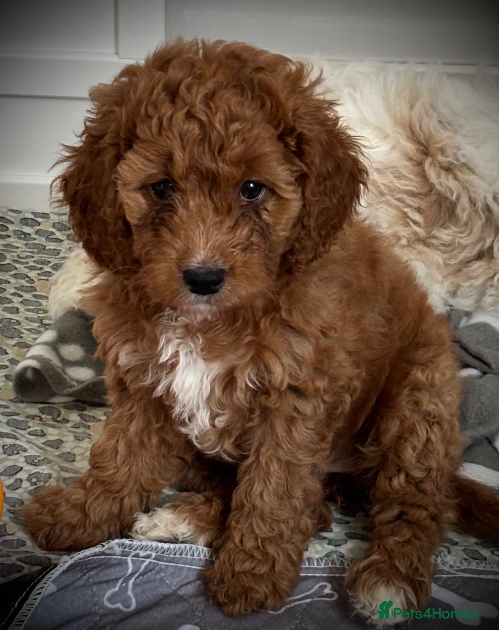 Cockapoo dogs Beautiful F2 cockapoo puppies - Advert 1