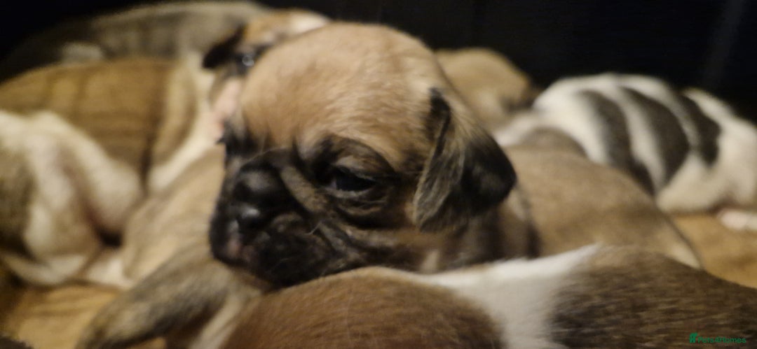 Mixed Breed dogs for sale: Beautiful 2nd generation pugalier pug babys  - Image 10