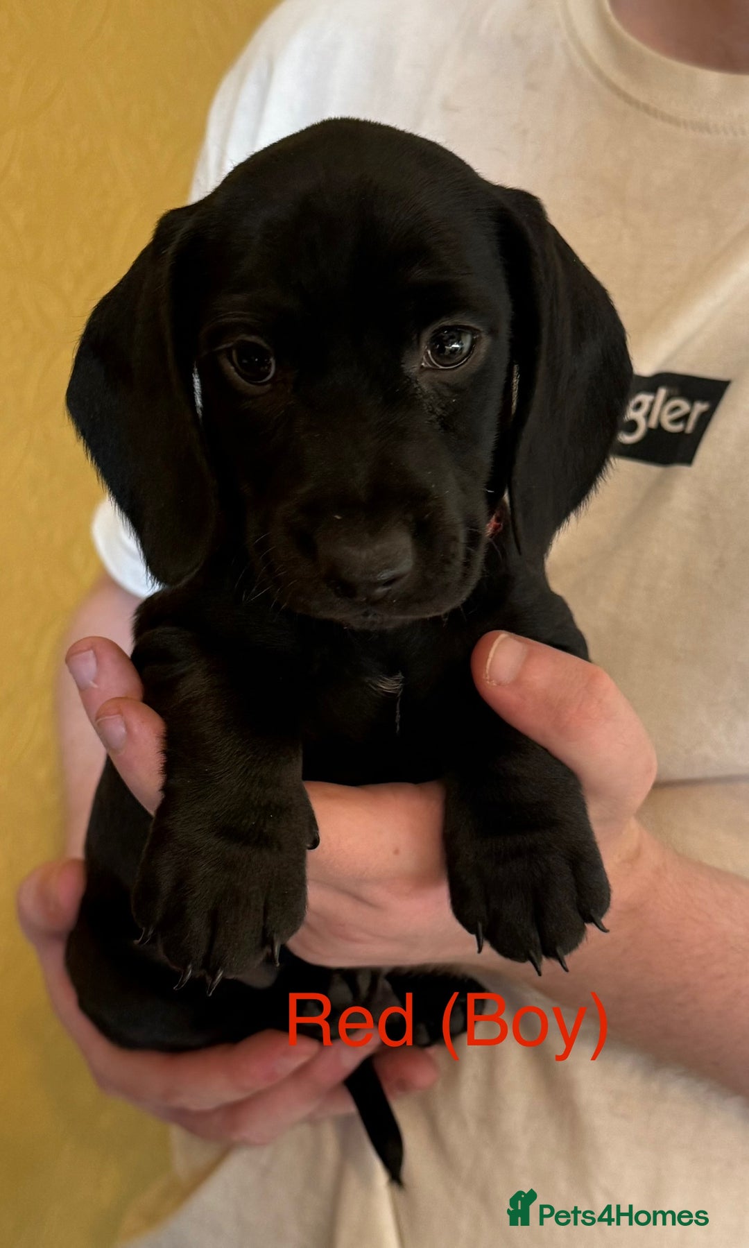 Mixed Breed dogs for sale: Dachshund and cocker spaniel puppies  - Image 5