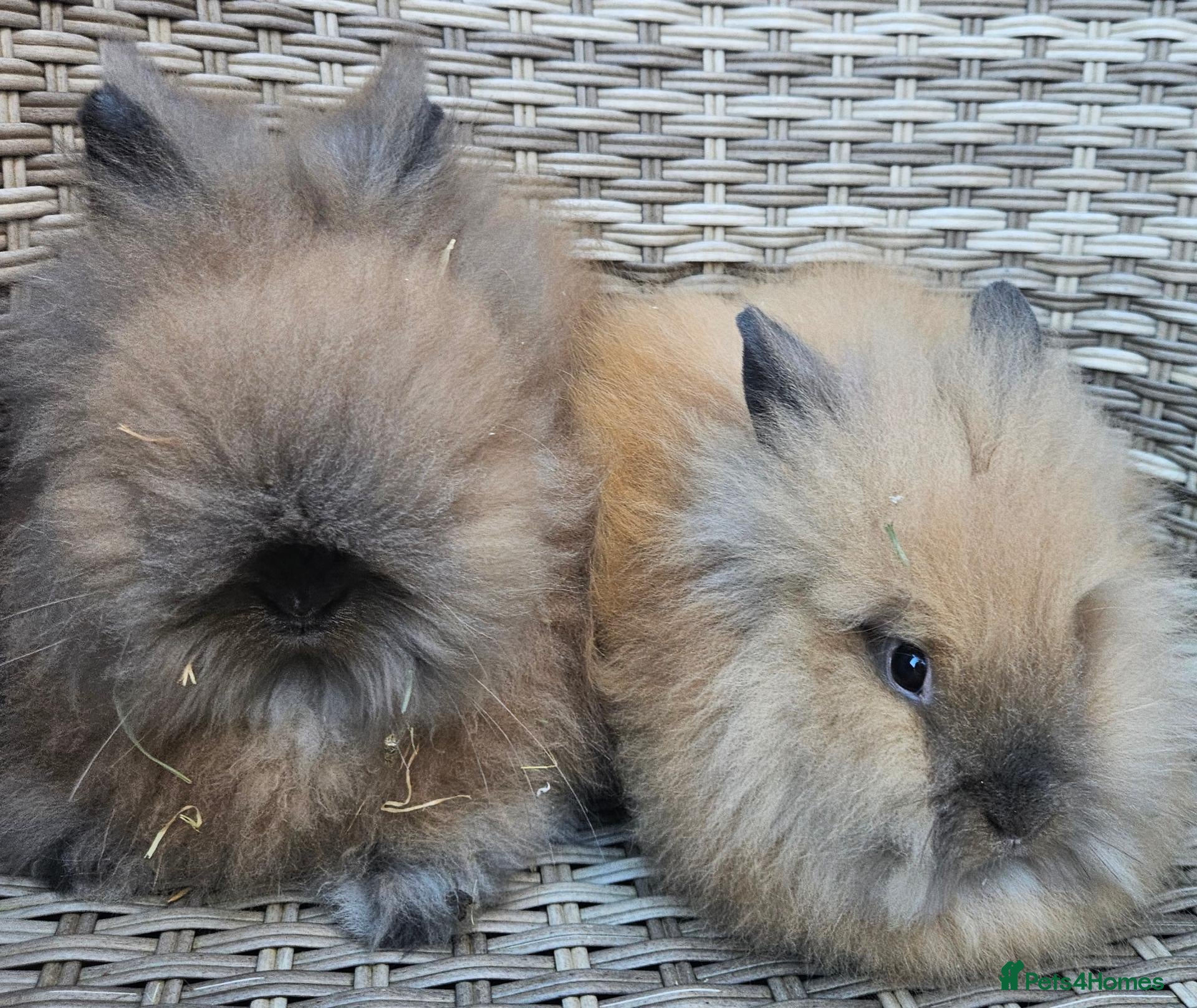Lionhead rabbits for sale: Double maned lionheads  - Advert 2