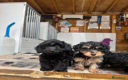 Mixed Breed dogs for sale: Daxiepoos (council licensed breeders) - Image 19