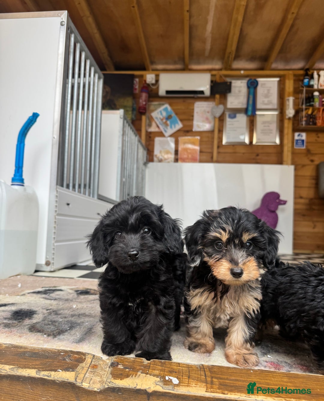 Mixed Breed dogs for sale: Daxiepoos (council licensed breeders) - Image 19