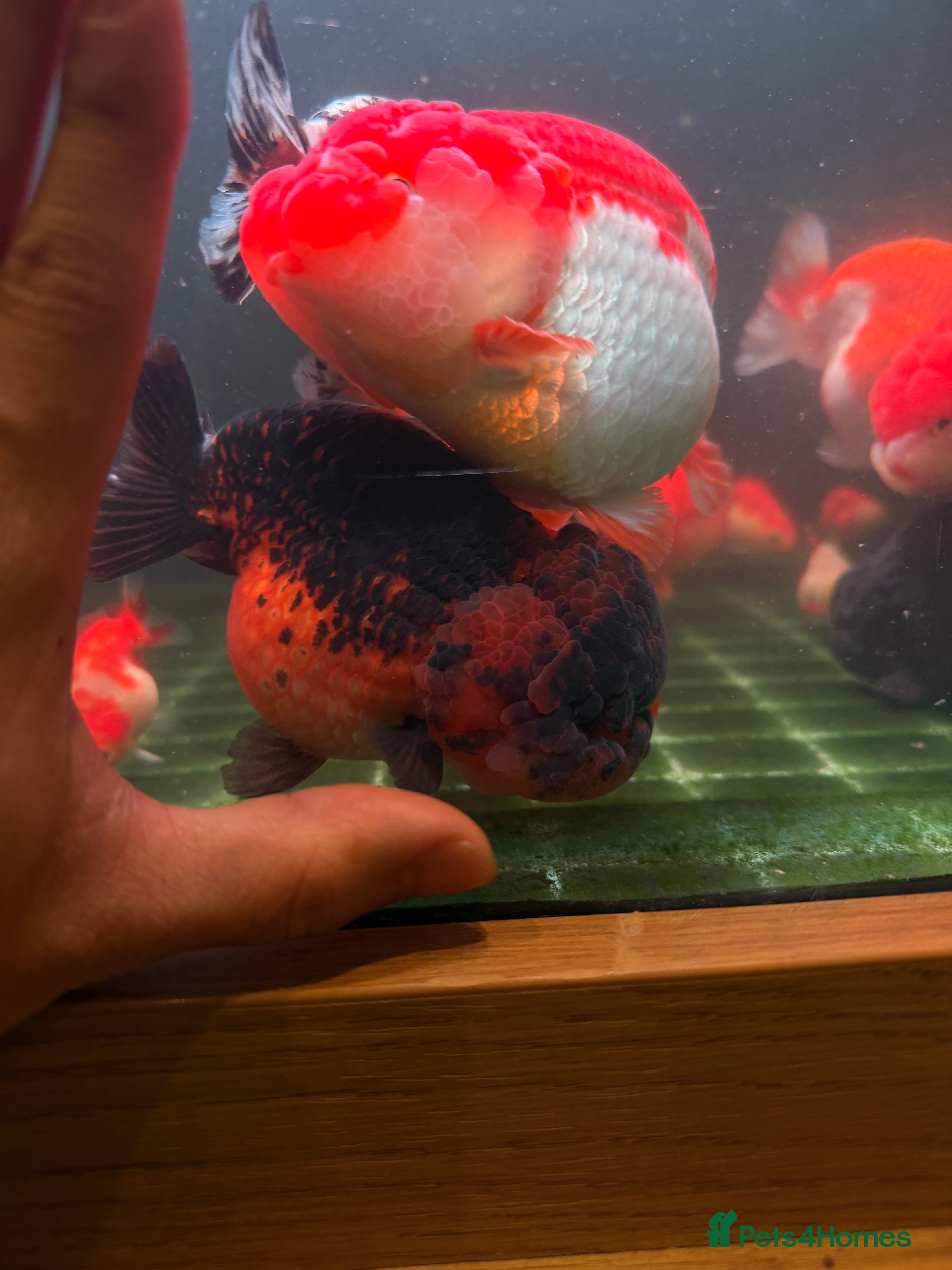 Fancy Goldfish fish PREMIUM INDO-IMPORTED RANCHU & ORANDA COLLECTION  in Amersham - Advert 1