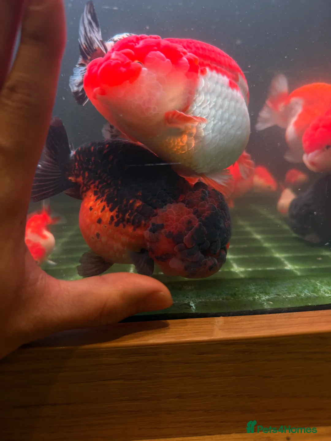 Fancy Goldfish fish for sale: PREMIUM INDO-IMPORTED RANCHU & ORANDA COLLECTION  in Amersham - Advert 1