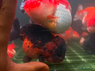 Fancy Goldfish fish PREMIUM INDO-IMPORTED RANCHU & ORANDA COLLECTION in Amersham - Advert 1