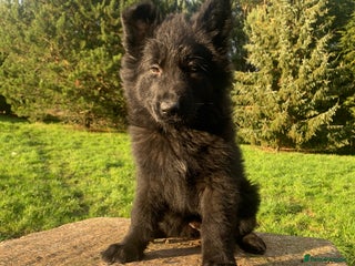 German Shepherd dogs German Shepherd Puppies - Advert 3