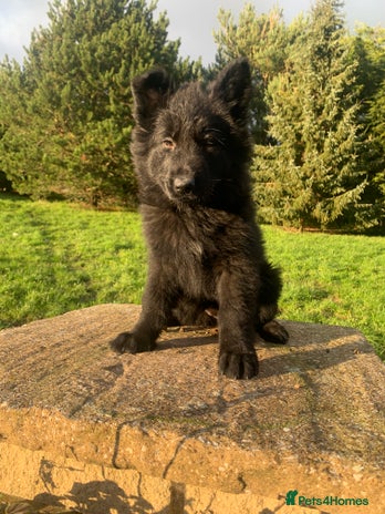 German Shepherd dogs German Shepherd Puppies - Advert 8