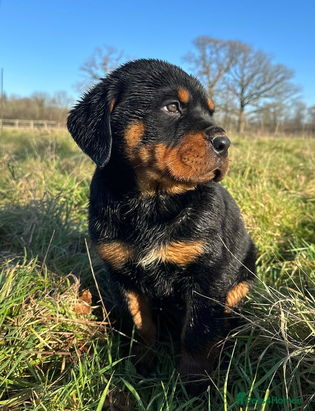 Rottweiler dogs for sale: Stunning chunky Rottweiler puppies - Advert 15