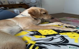 Golden Retriever dogs for sale: Golden retriever puppy, 7 months old - Image 3