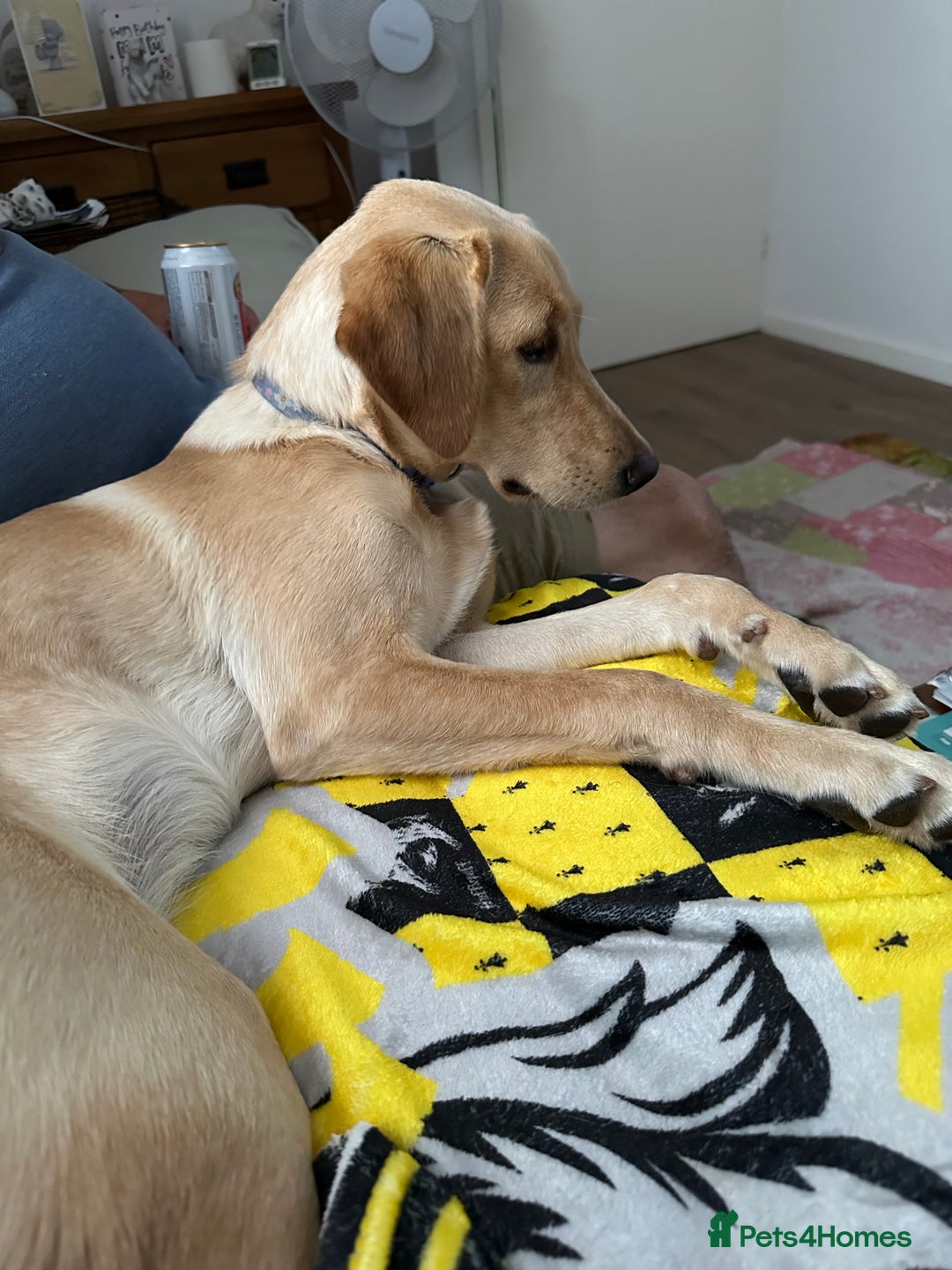 Golden Retriever dogs for sale: Golden retriever puppy, 7 months old - Image 3