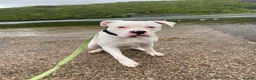 Mixed Breed dogs for stud: American bulldog x cane corso stud  in Caernarfon - Advert 7