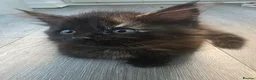 Mixed Breed cats for sale: 2 beautiful kittens - Advert 3