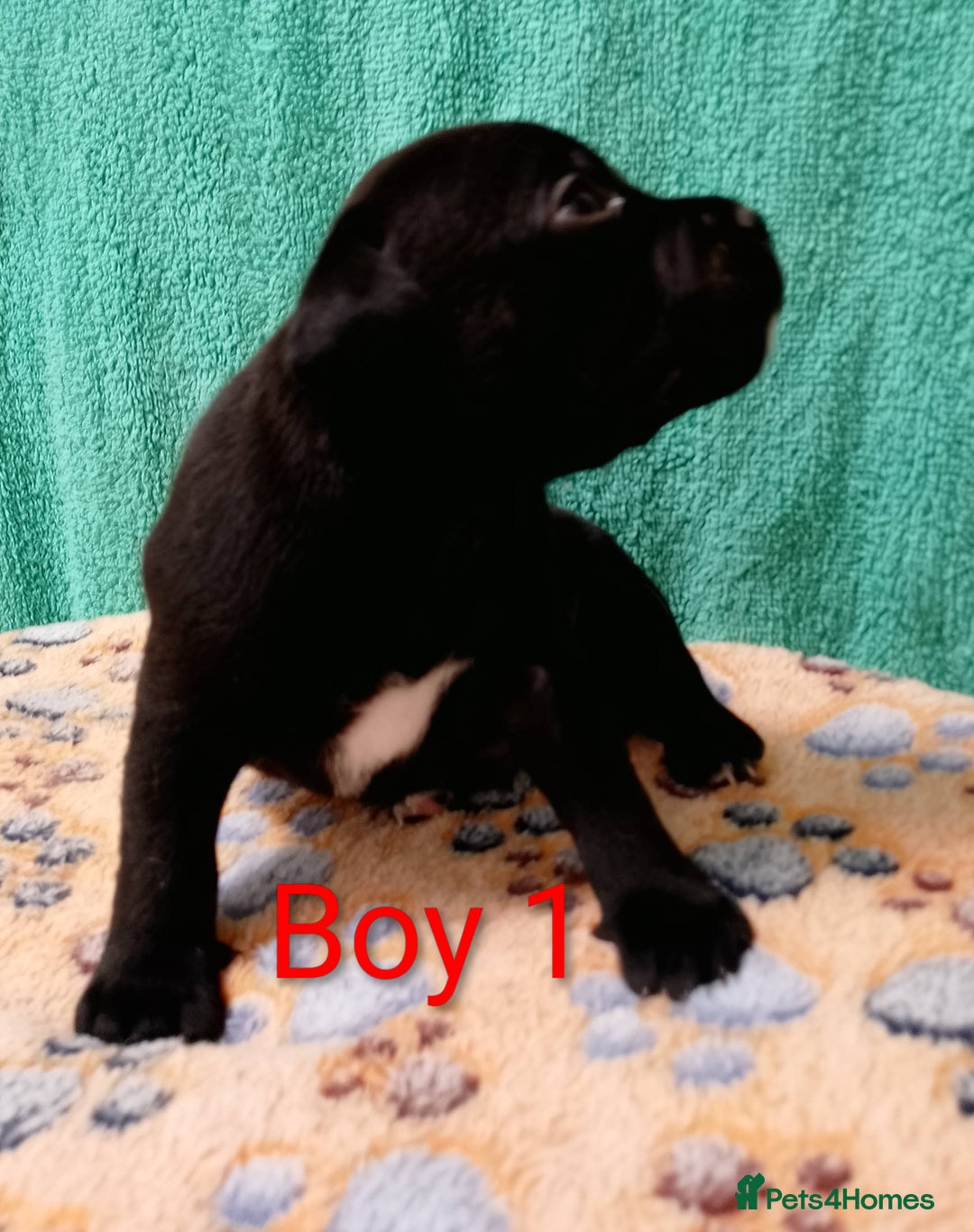 Staffordshire Bull Terrier dogs for sale: KC Registered Champions Bloodline Show Quality  - Image 2