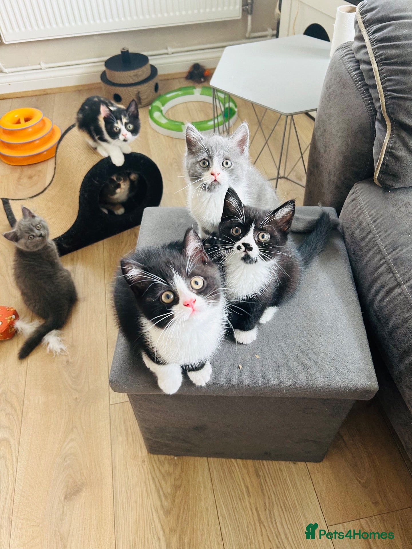 British Shorthair cats Beautiful BSH Kittens 🌺 READY NOW🌺 - Advert 2
