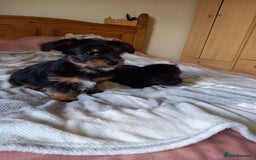 Mixed Breed dogs for sale: 💞 Beautiful Yorkie Russel Puppies 💞 - Image 19