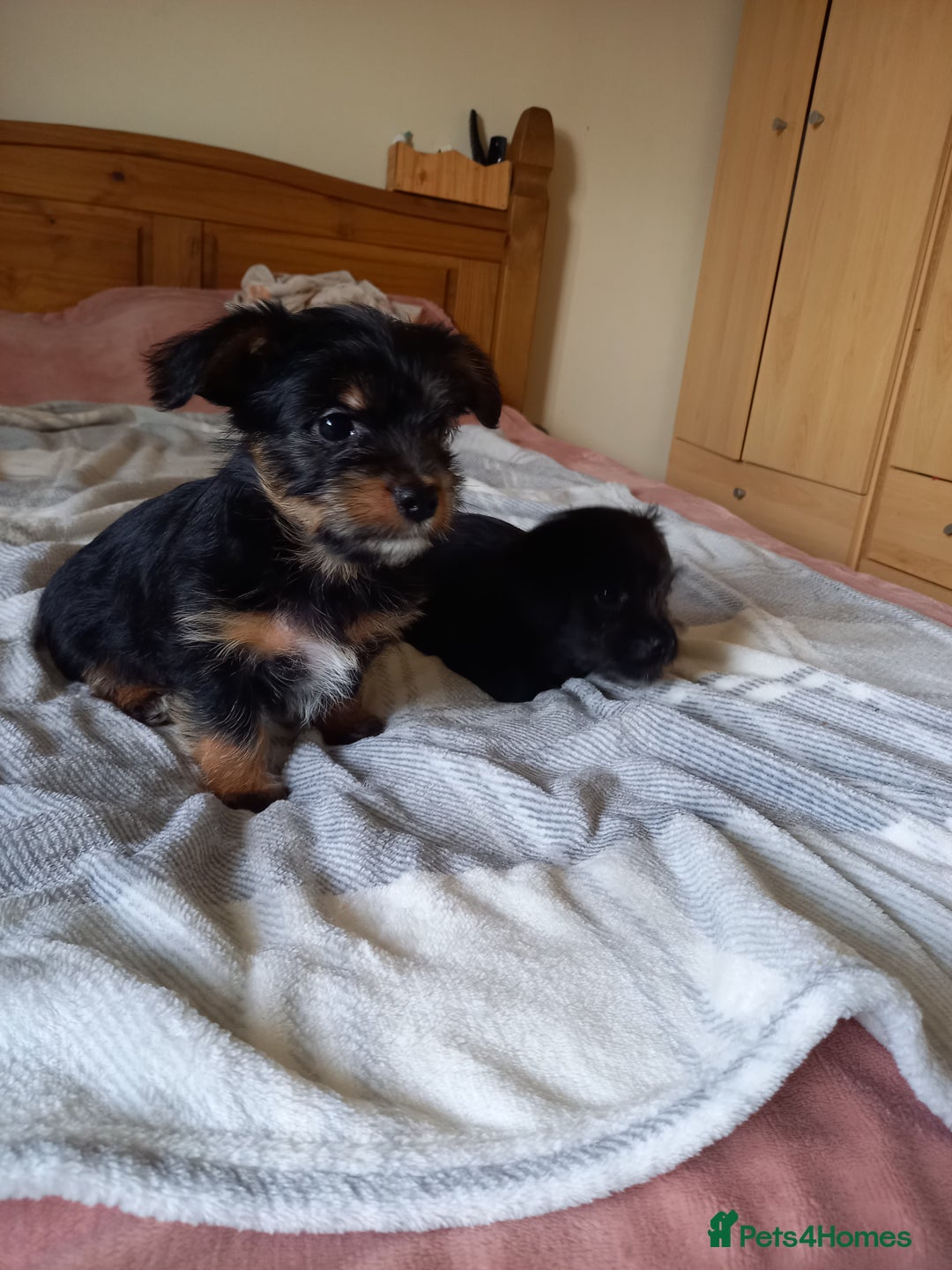 Mixed Breed dogs for sale: 💞 Beautiful Yorkie Russel Puppies 💞 - Image 19