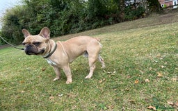 French Bulldog dogs for stud: First Time, Hence the Price - Image 5