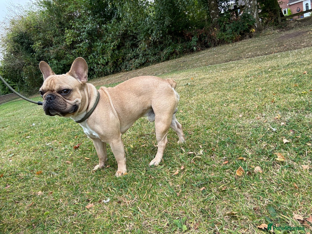 French Bulldog dogs for stud: First Time, Hence the Price - Image 5