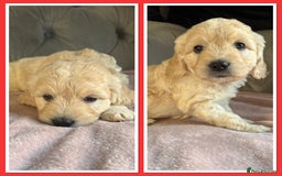 Goldendoodle dogs for sale: Stunning f1 Mini Goldendoodles Family Raised - Image 19
