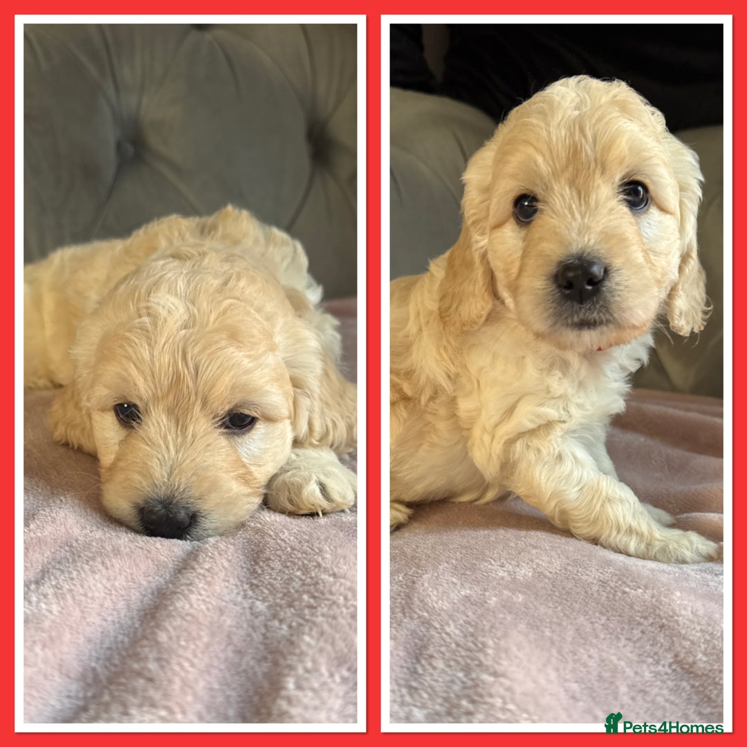 Goldendoodle dogs for sale: Stunning f1 Mini Goldendoodles Family Raised - Image 19