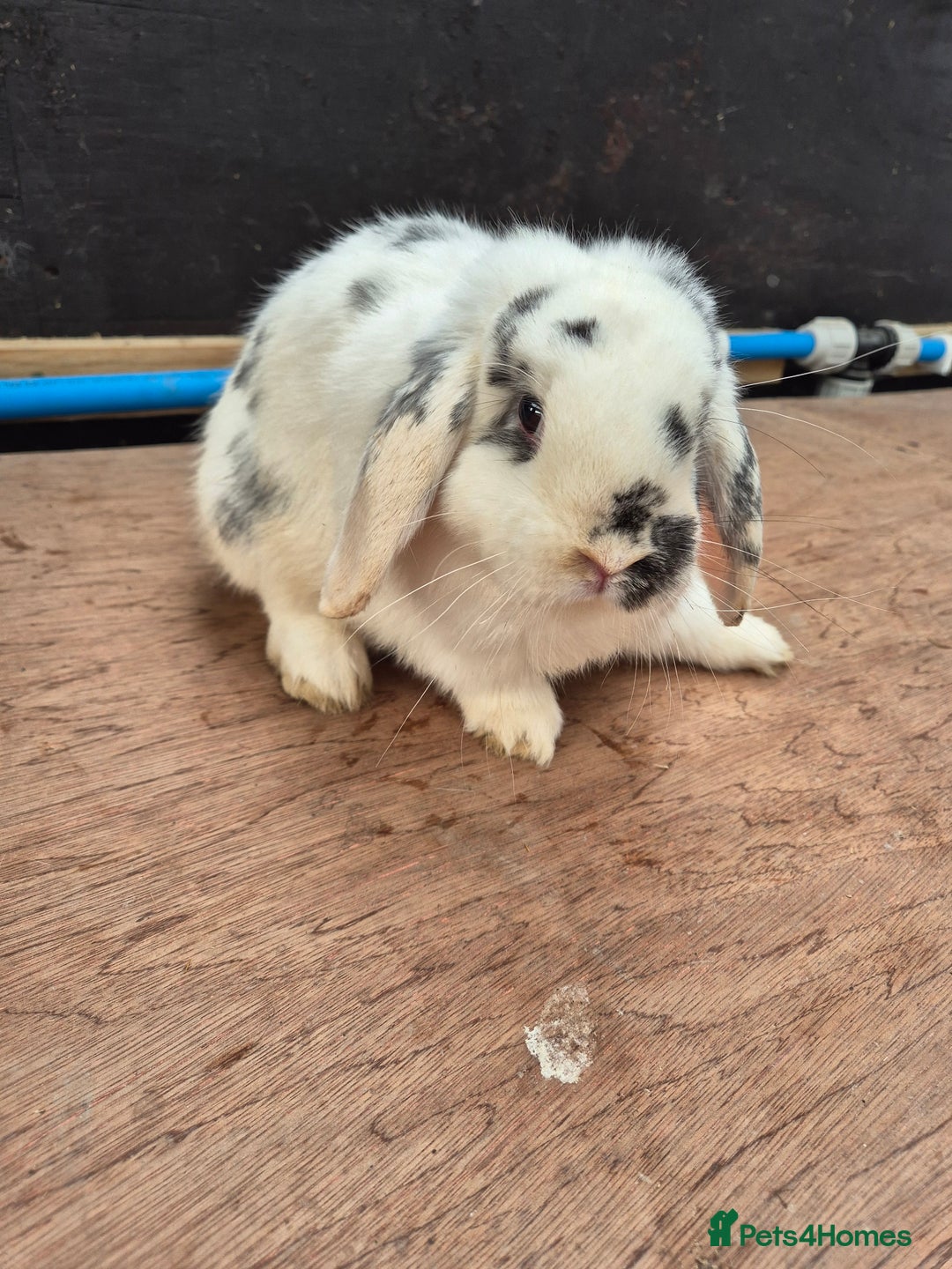 Guinea Pig rodents for sale: Guinea Piggies looking for new homes - Advert 5