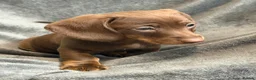 Miniature Dachshund dogs for sale: Long haired Miniature dachshund  - Advert 14
