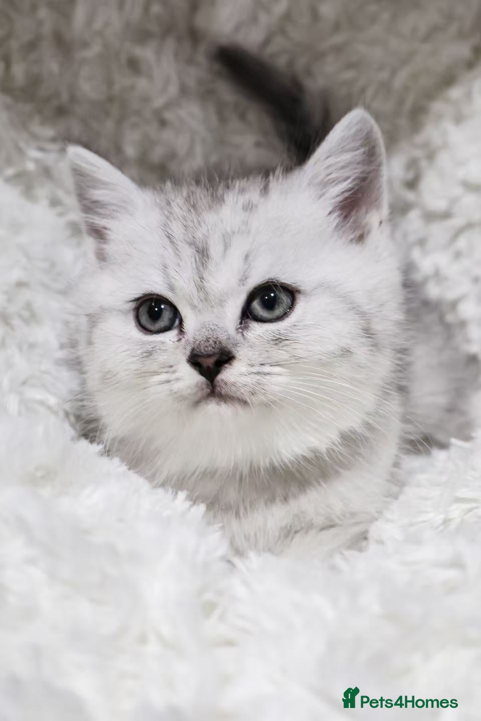 British Shorthair cats  Pedigree British shorthair with tica registered  - Advert 2