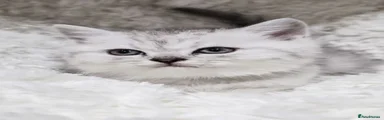 British Shorthair 5