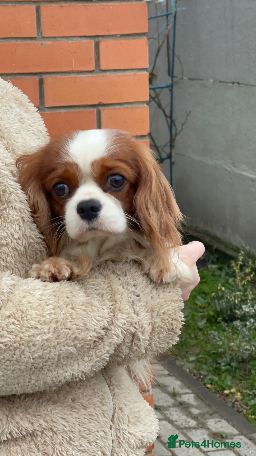 Cavalier King Charles Spaniel dogs for adoption: CHARLIE – Cavalier King Charles Spaniel (Male) - Advert 3