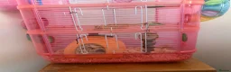 Hamster rodents for sale: Female hamster  - Advert 7