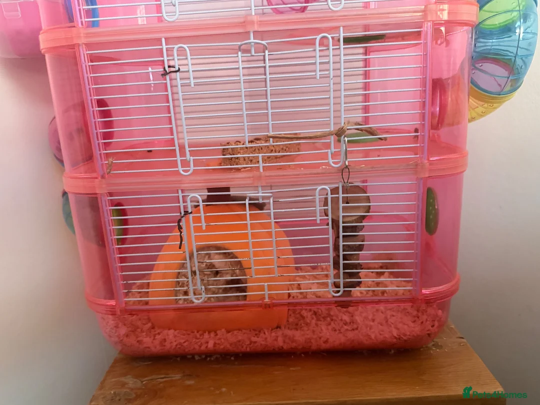 Hamster rodents for sale: Female hamster  - Advert 7