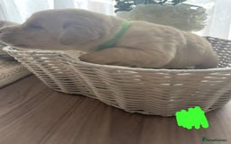 Labrador Retriever dogs for sale: Beautiful chunky yellow  Labrador puppy’s  - Image 3