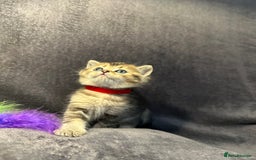 British Shorthair cats for sale: TICA Chunky Golden/Blue Golden BritishSH kittens  - Image 12