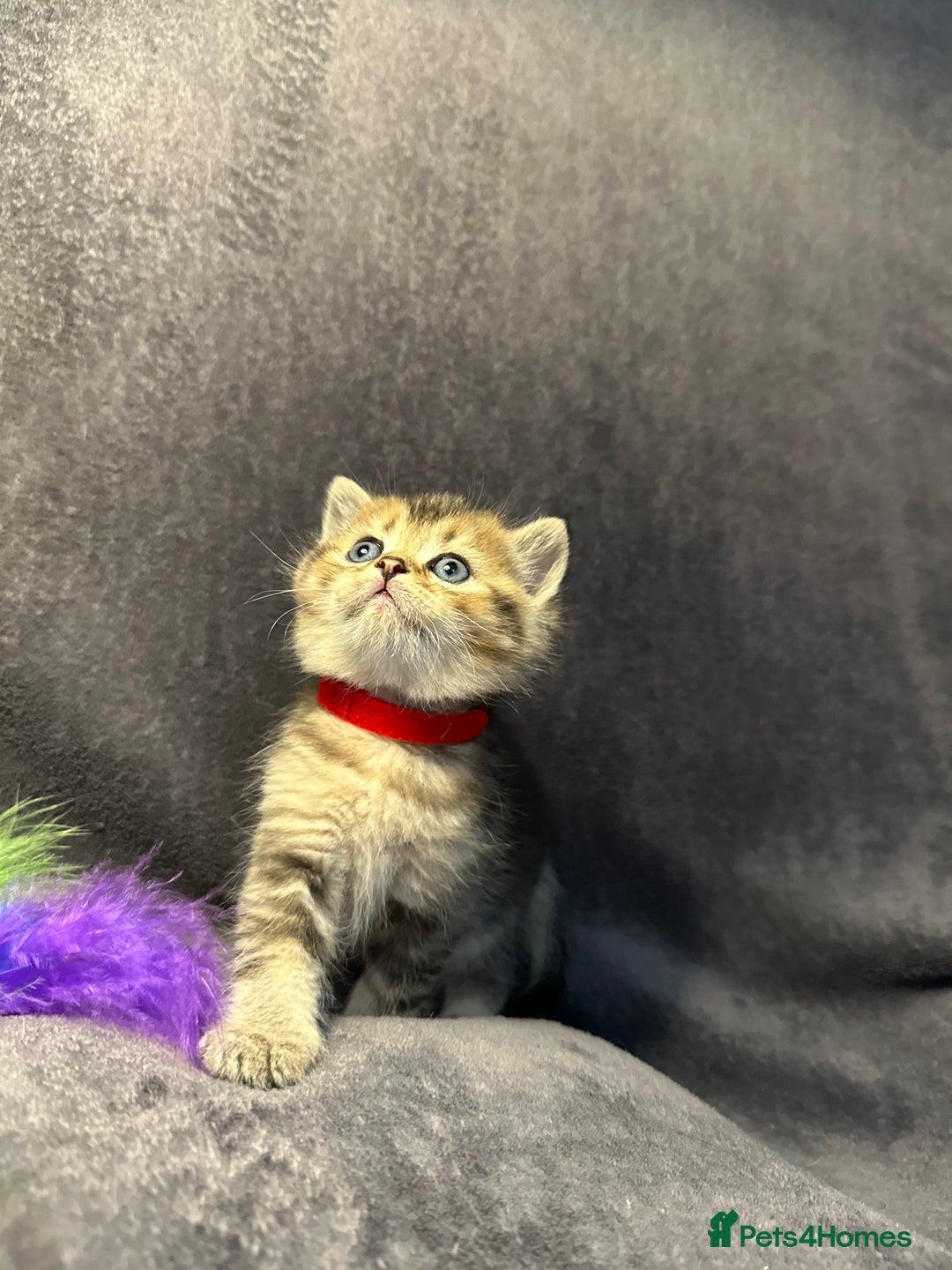 British Shorthair cats for sale: TICA Chunky Golden/Blue Golden BritishSH kittens  - Image 12
