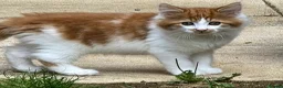 Mixed Breed cats for sale: Adorable fluffy Kittens in Hungerford - Advert 5