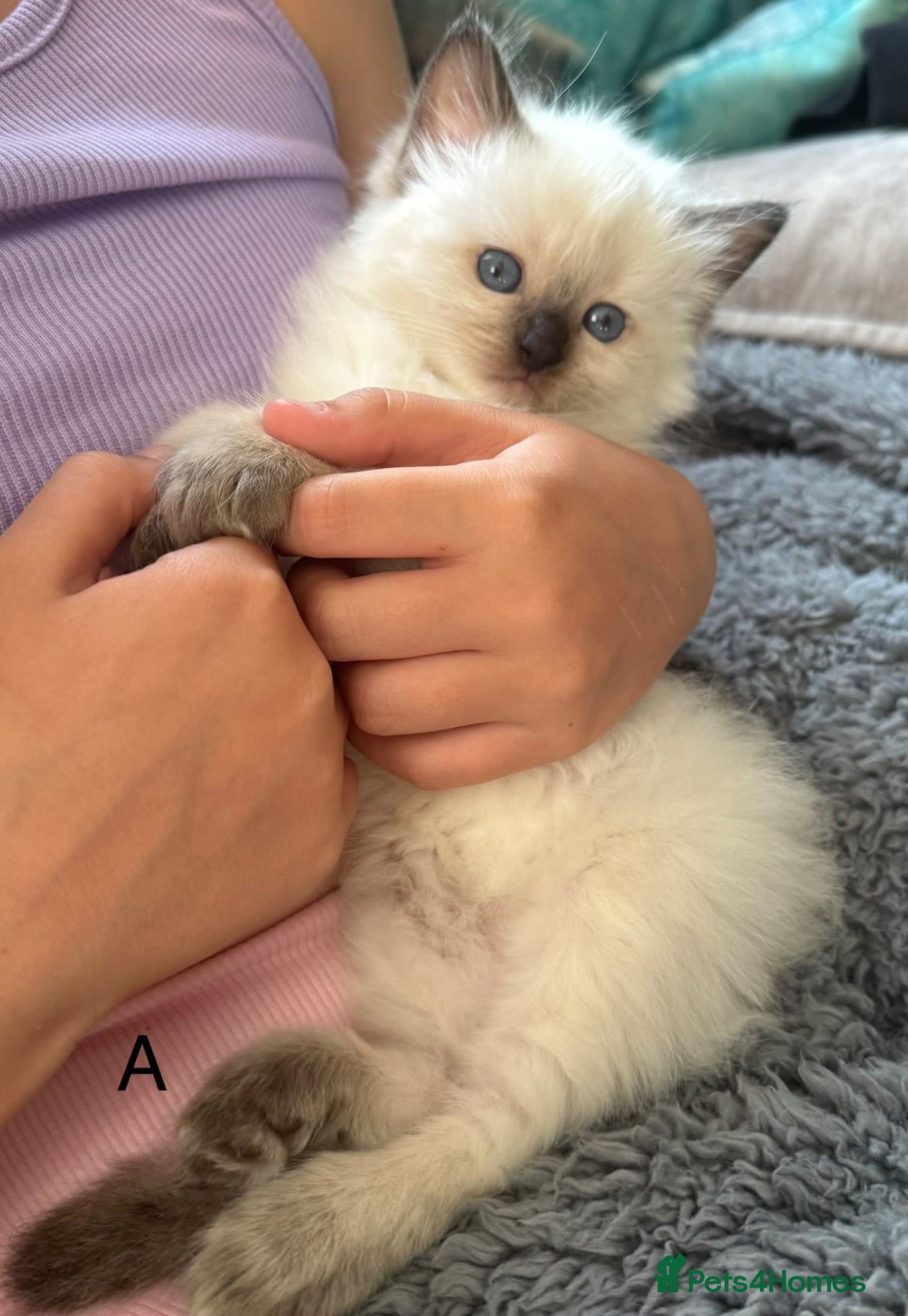 Ragdoll cats 2 LEFT! Ready Now! Beautiful Ragdoll Kittens - Advert 2