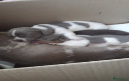 Chiweenie dogs for sale: Chiweenie puppies  - Advert 7