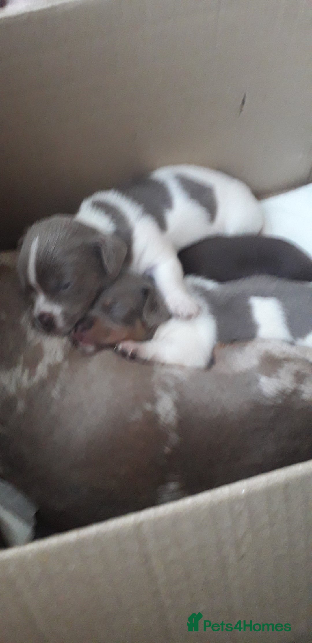 Chiweenie dogs for sale: Chiweenie puppies  - Advert 7