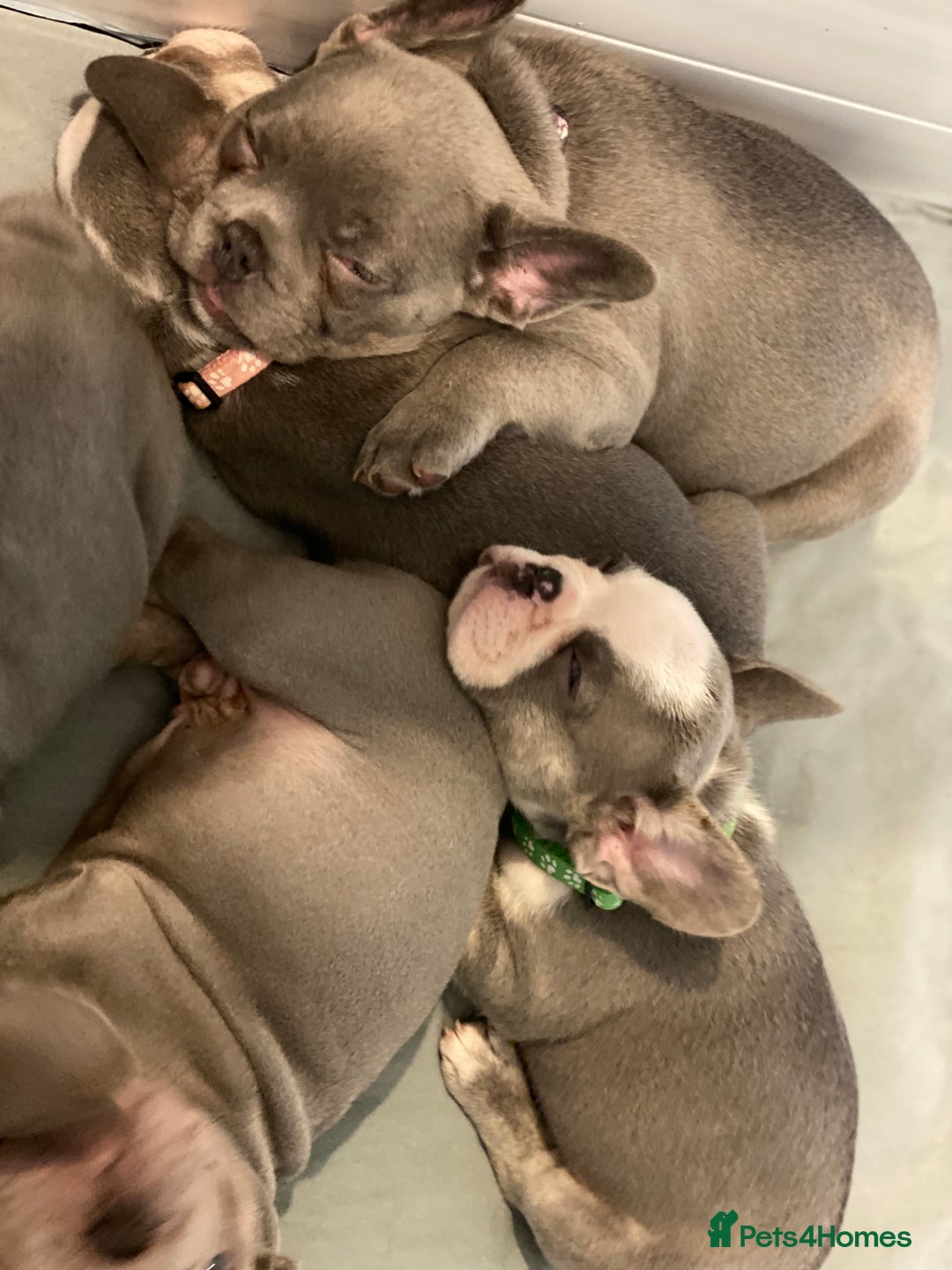 French Bulldog dogs for sale: French bulldog puppies - Image 2