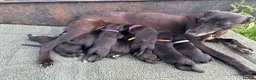 Mixed Breed dogs for sale: Beautiful Bedlington Whippet First Cross Puppies in Okehampton - Advert 3