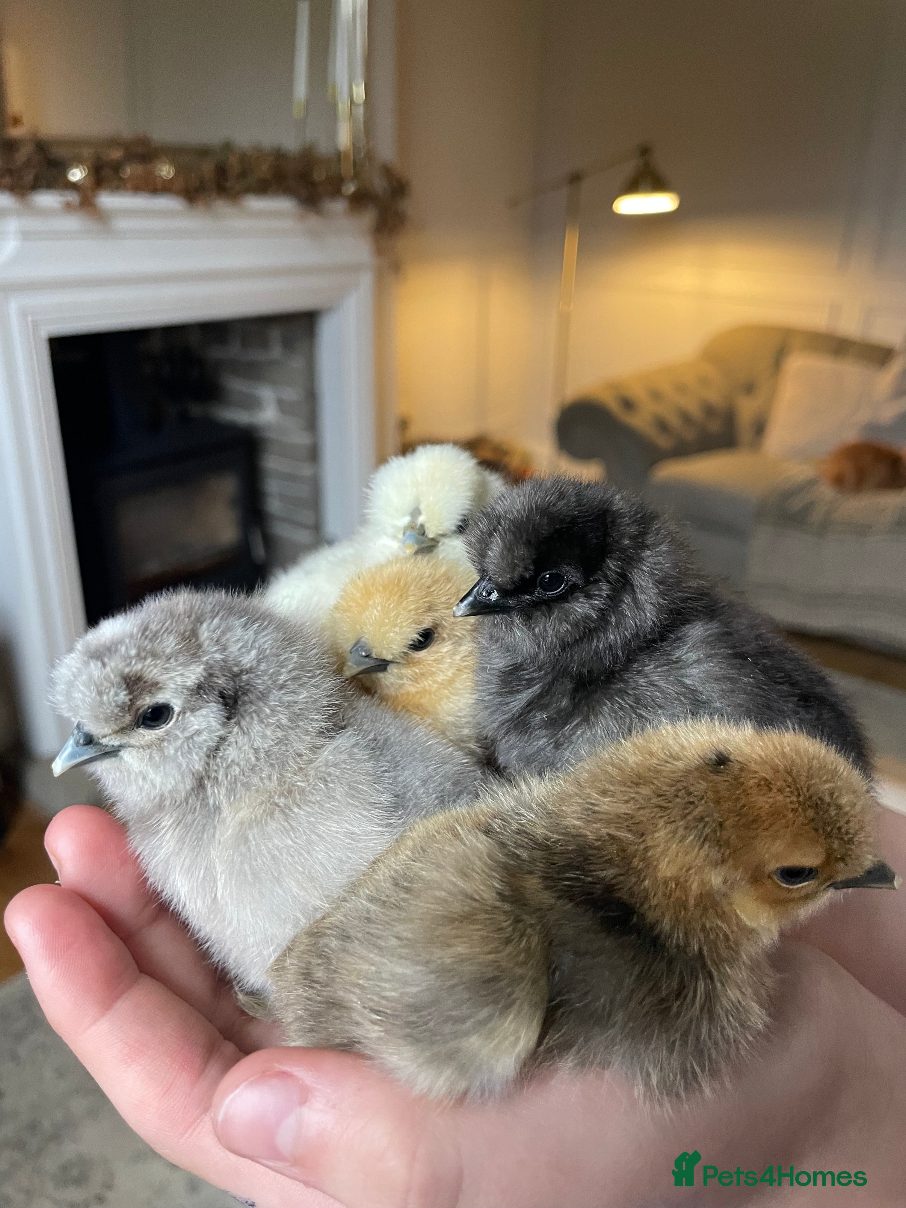 Chickens poultry 🩶USA & STANDARD SILKIE CHICKS 🩶 - Advert 1