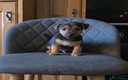 Jack Russell dogs for sale: Traditional Short Legged Jackrussell Pups!  - Image 12