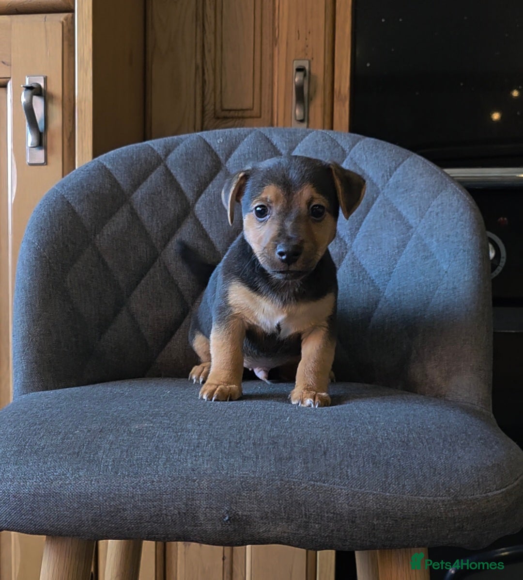 Jack Russell dogs for sale: Traditional Short Legged Jackrussell Pups!  - Image 12