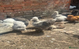 Hens poultry for sale: Beautiful coloured silkie hens point of lay/pullet - Image 5