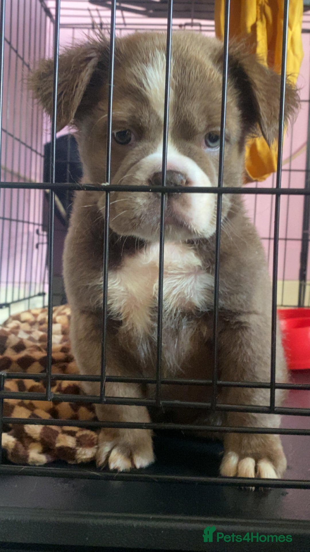 Olde English Bulldogge dogs for sale: Olde English bulldog pups - Advert 2