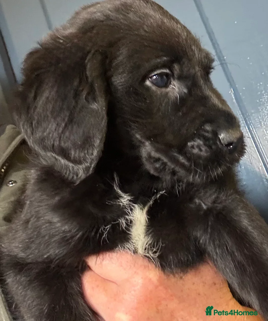 Labradoodle dogs for sale: Fully Vaccinated, Lab x Australian Labradoodles  - Image 22