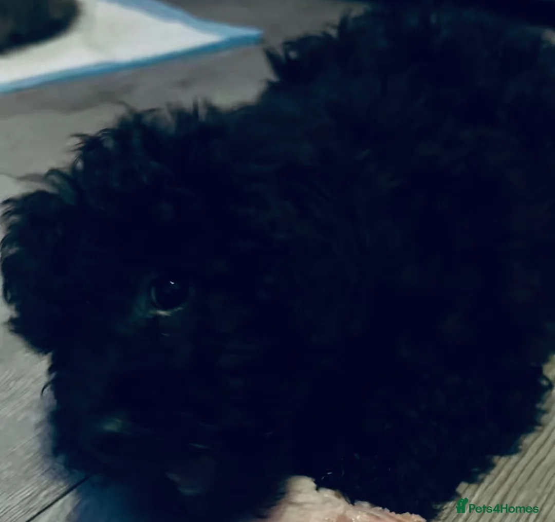 Cavapoo dogs for sale: Last 3 beautiful f1b Cavapoo - Advert 5