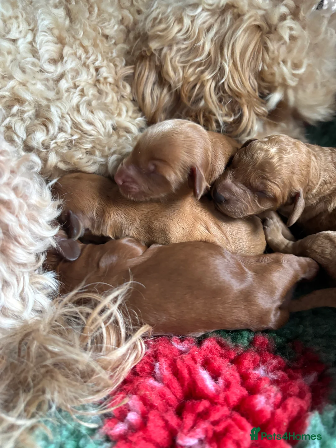 Cockapoo dogs for sale: 🐾Cockapoo Puppies Available for Loving Homes🐾 - Advert 1