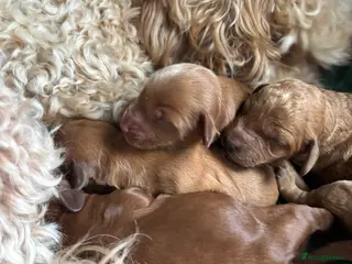Cockapoo dogs 🐾Cockapoo Puppies Available for Loving Homes🐾 - Advert 1