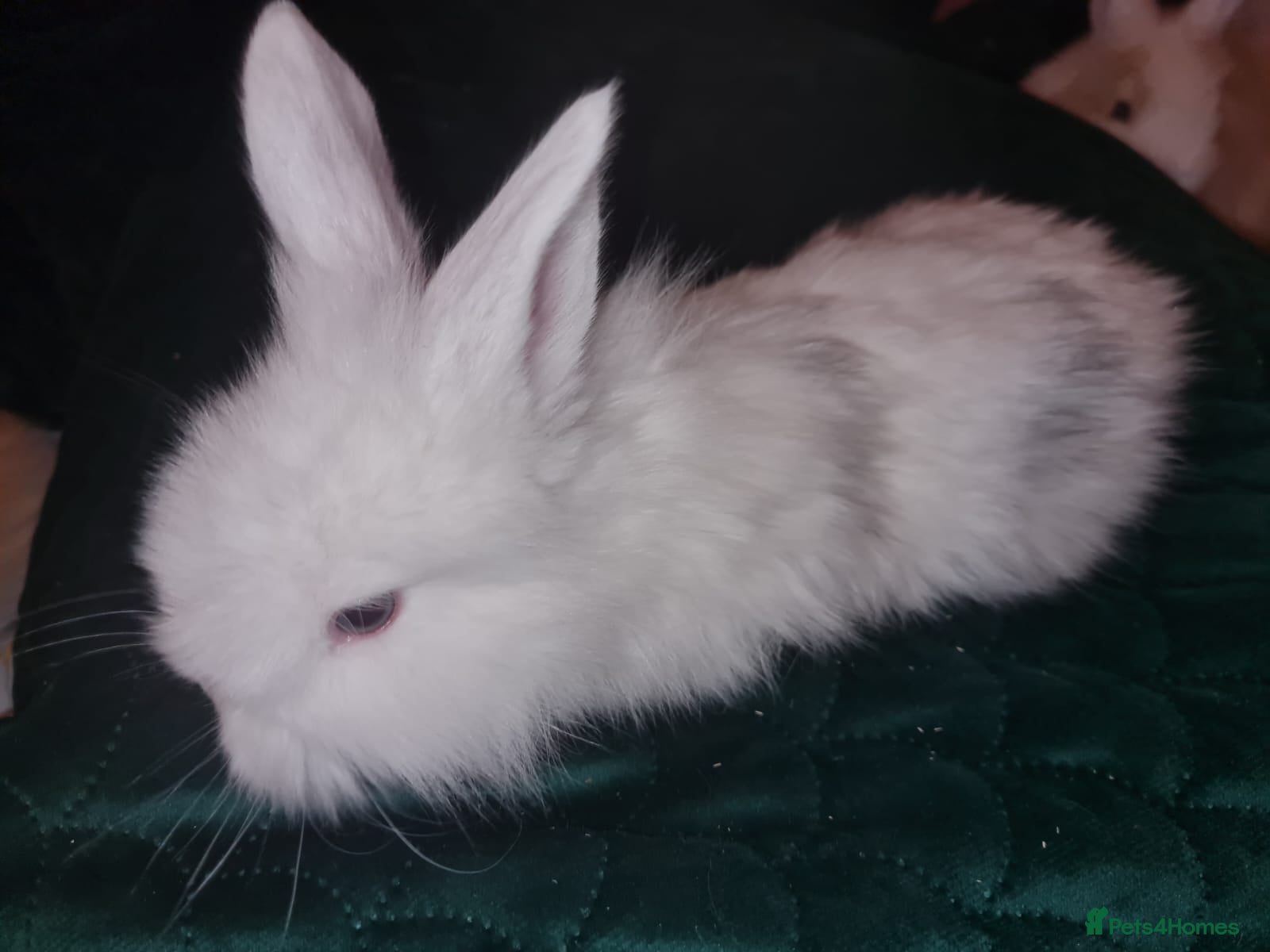 Lionhead rabbits Lionhead cross kits  - Advert 1